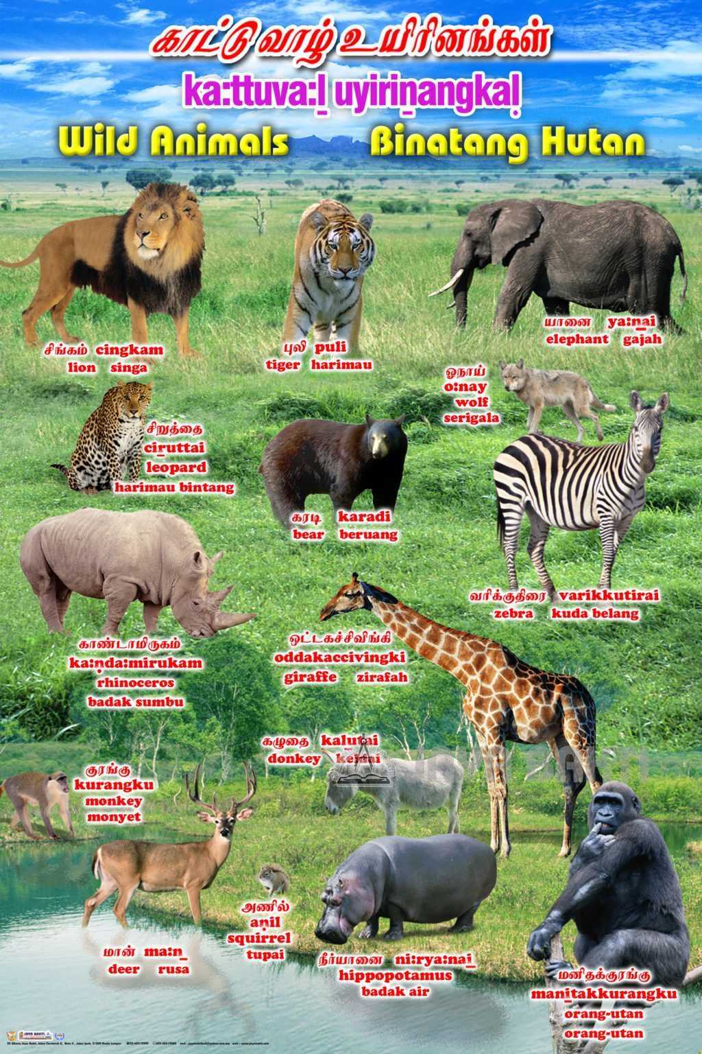 Wild Animals Chart - Jaya Bakti